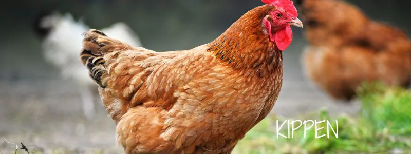 KIPPEN (800 x 300 px)