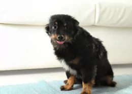 Voeding en stress bij honden | Filova voedingsadvies