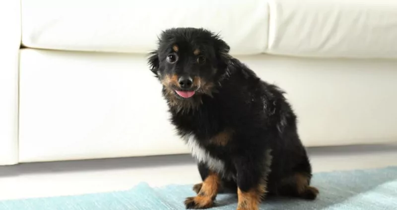 Voeding en stress bij honden | Filova voedingsadvies