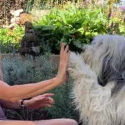 Orthomoleculair therapeut voor honden | Kitty Van Parys - Filova