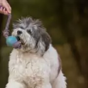 Leer je hond wat de spelregels zijn bij een trekspel Filova ecoshop
