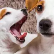 Wanneer wordt mijn pup als volwassen beschouwd Filova