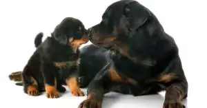 Wanneer wordt mijn pup als volwassen beschouwd Filova