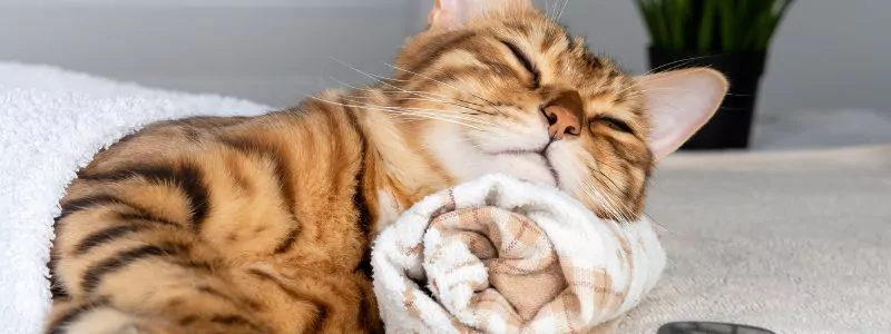 Ecologische verzorging van je kat