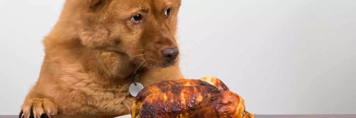 Waarom dikwijls kip in biovoeding voor honden | Filova voedingsadvies