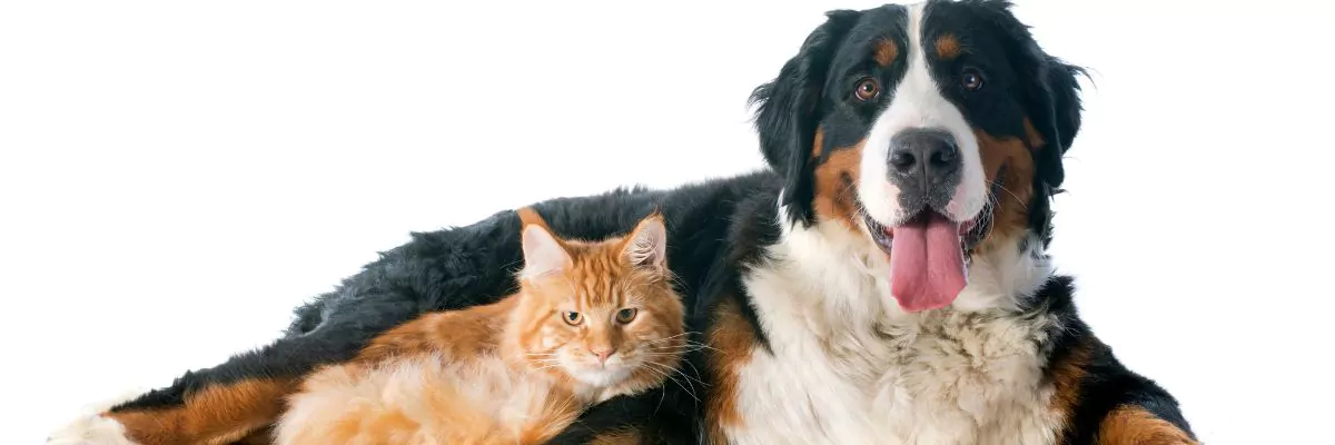 Vlooien in de herfst | Filova zorgzaam voor dier en milieu