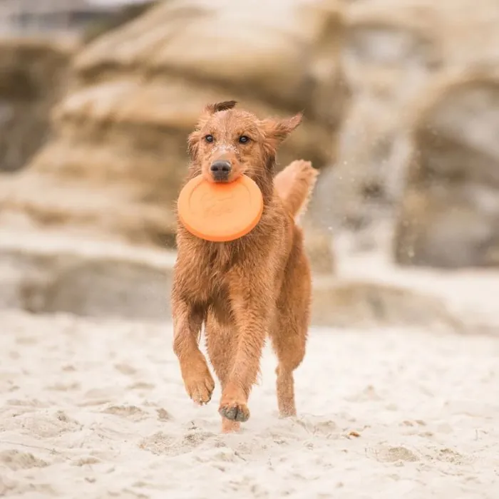 Zogoflex Zisc oranje