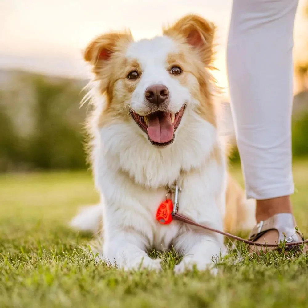 tickless-tegen-teken-bij huisdieren