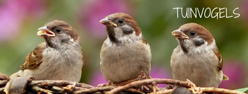 Banner categorie tuinvogels