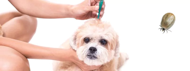 Bescherm je hond tegen teken en vlooien