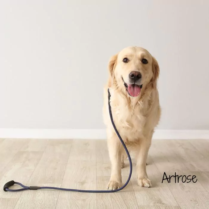 Hond beweegt moeilijker