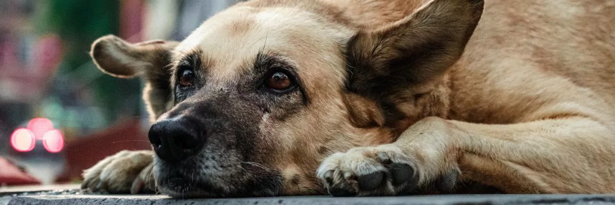 Artrose bij honden